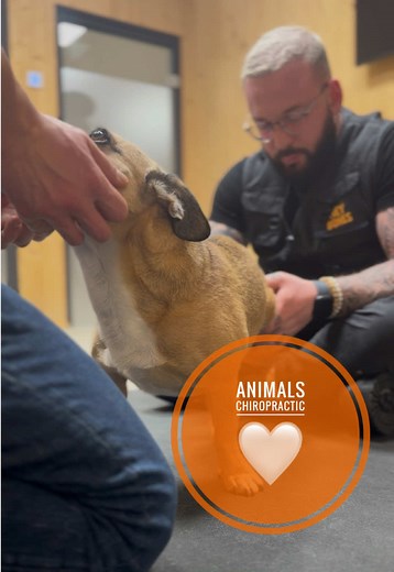 Hunde Chiropraktiker: Liebe und Fürsorge für Tiere