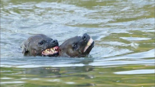 Hyena Tries Drowning Rival | Ruby Life