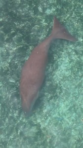 Exploring Remote Tropical Islands 🏝 | Strick & Fran