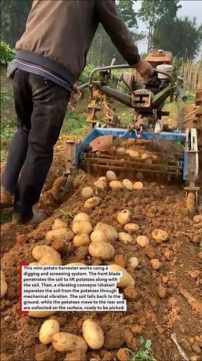Super Fast Potato Harvest with a Mini Machine!