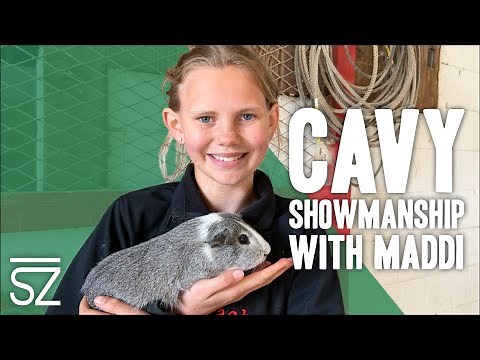 Guinea Pig Showmanship Tips & Techniques