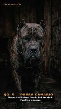 Top 5 Scariest Looking Dog Breeds in the World 🐾 | The Breed Files #Shorts