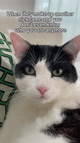 This is how having an existential crisis looks like #cat #catlover #petsoftiktok