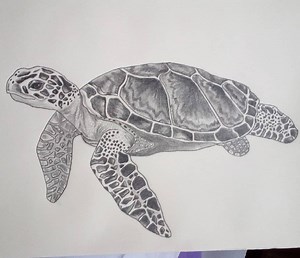 The Best 14 Realistic Pencil Sea Turtle Drawing