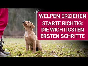 💥🐶 Raising puppies 👉 The most important & useful first steps 🐶💥✔️