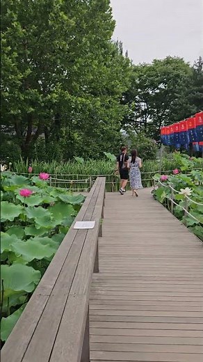 2026년 7월 17일 남양주 봉선사 연꽃(입장료 없음) #봉선사 #연꽃 #남양주 #남양주가볼만한곳 #트레킹 #lotus #무료 #free
