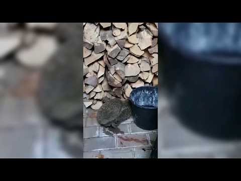 Igel bei der Paarung | Hedgehogs mating