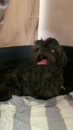 33K views · 259 reactions | Birth vlog! You can watch the full video on our page.  #reelsfb #viralpost #newbornpuppies #givingbirth #puppy #shihtzugram #shihtzu #shihtzusofinstagram #shihtzulove #shihtzupuppy #shihtzunation #shihtzulovers #dog #doglover #dogsofinstagram #puppylife #pet #dogparents #dogsofinsta #dogreels #dogreelsfb #cuteanimals #cutenessoverload | Bella Puppies | Facebook