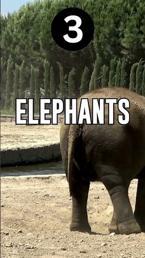 Amazing Ways Animals Stay Clean - Check these out! #animals