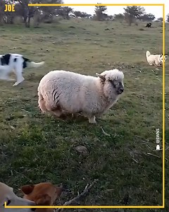 This sheep thinks it's a dog 😂 | Comedy JOE