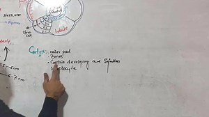 11K views · 500 reactions | #Thymus Part-1 #Structure_Of_Thymus #T_Lymphocytes_Selection_and_Maturation For All Lectures Contact us at 0333 9316906 | Up Teaching Academy | Facebook