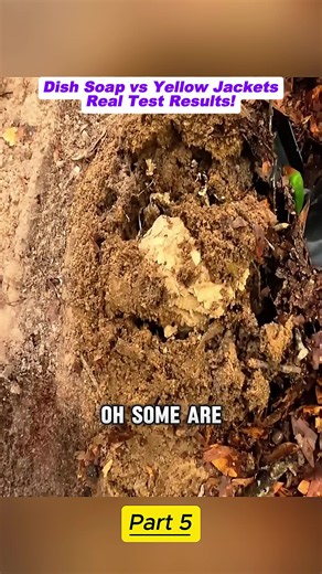 Dish Soap vs Yellow Jackets: Real DIY Pest Control Results