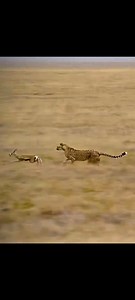 Cheetah Playing with The Most Stubborn Baby Gazelle to Die! #wildebeest #amazing #nature #safari | NL Liones AS