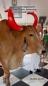 A big part of the Krishna Farm Family are our Sacred Cows. These beautiful creatures are loved and protected here, and once a year, we celebrate them with a beautiful festival, Gopastami. Thank you @radha_ickrath_ for the lovely glimpse of the cows visiting the temple last Friday morning ✨🫶 Want to know more? Go to our website krishnavillage-retreat.com >> About Us >> Krishna Farm and watch the video titled ‚The Essence of Cow Protection‘ | Krishna Village