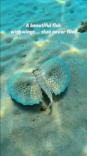 A Beautiful Fish… That Never Flies