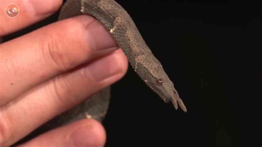 Monster in the metro: Wildlife in Bangkok's sewers