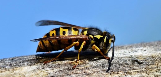 Wasps are aggressive right now; here's why and how to stay safe - The Weather Network