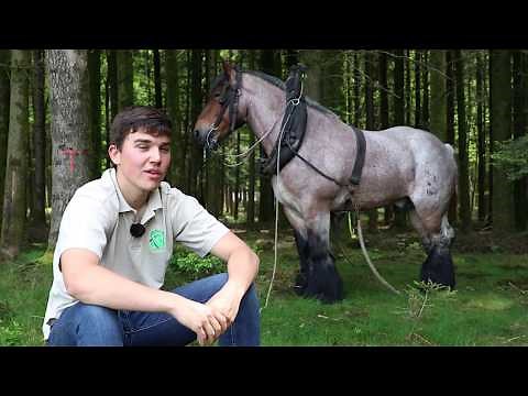 Antoine, 17 ans, débardeur et amoureux des chevaux de trait