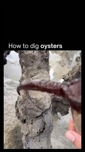 Business | News | Tech | Facts on Instagram: "Digging oysters is a hands-on coastal tradition that takes place during low tide on intertidal beds where oysters naturally grow. After checking local regulations and safety warnings, harvesters head out with boots, gloves, and a rake or small shovel to look for clusters of oysters attached to rocks or partially buried in the sand. Each oyster is carefully pried loose to avoid damaging the shells or harming the reef. Undersized oysters are returned t