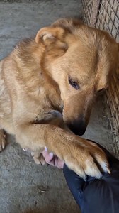 So viele Anfragen und keiner meinte es Ernst.... Traumbursche Carlson 💞 Er ist einer der GERETTETEN aus dem Public Shelter Alexandria. Der Hübsche ca. 5,5-6 Jahre alte Carlson ist alterstypisch verspielt, verschmust und anhänglich ❤ Er ist wirklich eine Traumhund ❤ Carlson hat eine mittlere ca. 50 cm Schulterhöhe. Der hübsche Carlson ist ein aktiver und agiler Rüde. Mit seinen Artgenossen kommt er hervorragend zurecht, Katzen kann man bei ernsthaftem Interesse testen. Carlson ist geimpft, gechi