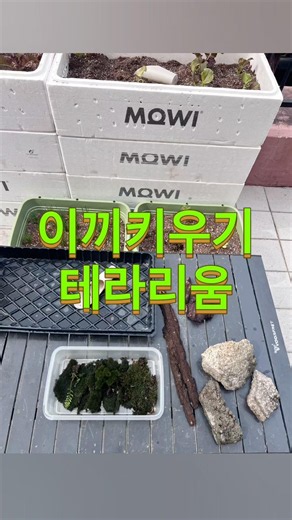 이끼키우기 #이끼 #테라리움 #테라리움만들기 #분재 #이끼채집 #고사리키우기 #이끼테라리움