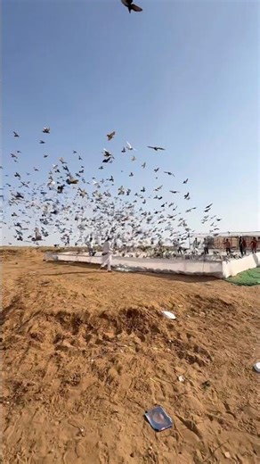 #kabootarbazi #kabootar #pigeon #shortfeed #shorts #short #viral #youtubeshorts