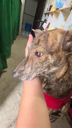 Discover the Unique Philippine Native Dog