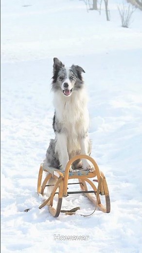 Alaskan Malamute Dog