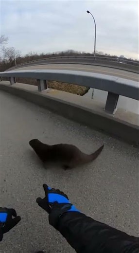 Helmet-cam POV on bridge road over…traffic flowing
