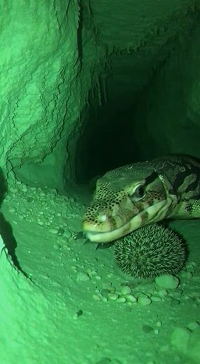 Monitor Lizard vs Tiny Hedgehogs 🦎🦔⚡ | Unexpected Wildlife Moment A surprising wildlife moment unfolds when a large monitor lizard wanders into a clearing where two tiny hedgehogs are foraging. The lizard approaches slowly, tasting the air with its tongue, but the hedgehogs instantly curl into tight, spiky balls. Confused, the monitor circles them, trying to figure out what these tiny creatures are. After a few cautious sniffs and taps, the lizard gives up and walks away. The hedgehogs stay st