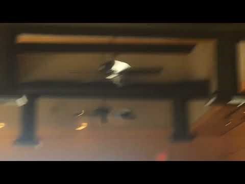 52" Concord Cape Coral Ceiling Fans (Classic Reupload, Old Videos)