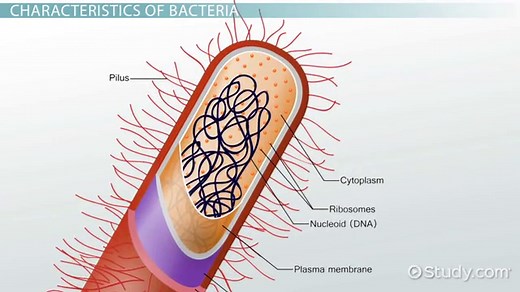 Protists vs. Bacteria | Definition & Characteristics