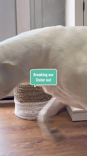 Pawtners in Crime 😎 Funny Dogs Skit with Australian Shepherd & White Boxer