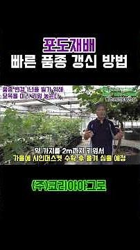 포도 품종 변경 1년 시간 벌기