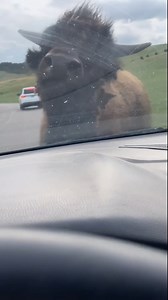 Have you ever been in a Bison jam? It's probably one of our favorite experiences in @custerstateparksd 🌲 Just some reminders this travel season: 1. If you're lucky enough to be in a jam, stay in your car and keep the windows rolled up! 2. Let the jam jam - you're in their habitat, so let them jam on! They have the right of way. 3. Never purposefully approach wildlife, whether in your car or on foot. We may think of them as having all sorts of names and personable traits, but at the end of the d