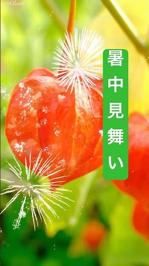 【lineで送る夏の挨拶動画】暑中見舞い 夏のグリーティングカード（鬼灯）