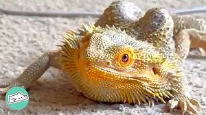 18K views · 989 reactions | A bearded dragon was found in an abandoned apartment. The abusive owner just left them. Yes, them. Another animal didn’t make it. A kind lady picked Peanut up, gave him all her love, and taught how to trust humans again. #beardeddragon #wildanimals #lizardsathome #beardeddragons #wildlife #cuddlebuddies #wildanimalsathome #unusualpets #lizardlover #lizardlife #rescuedanimals | Cuddle Buddies | Facebook