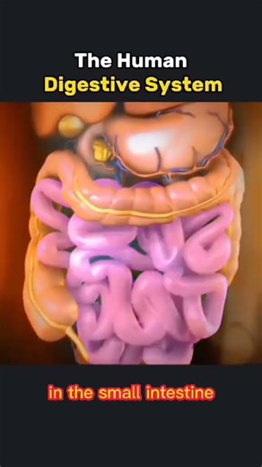 Human digestive system |♥️♥️