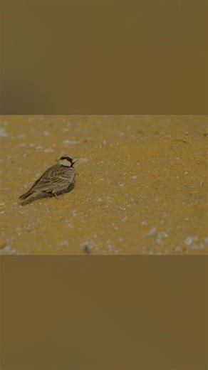 Tiny birds and lots of sand #birdlife #birdwatching #birdphotography @highlight | Paul Navamani