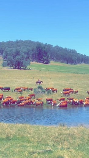 🐴 Forge’s Farm Droving Trips – Riding On in Graham’s Honour 🐴 The 2025 droving trips will go ahead in Graham’s honour — just as he’d have wanted. Though we farewelled him far too soon, Graham’s legacy will live on each time a mob walks down through the mountains — and we’ll be riding for him every step of the way. A few last-minute cancellations mean we now have some rare spots available — your chance to join this year’s unforgettable ride! 📅 Trip Dates: • November 22–28 • December 6–12 7 day