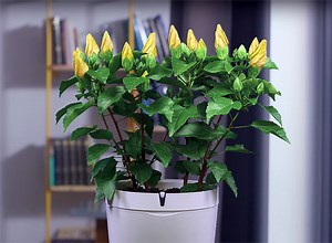 parrot pot provides automatic flower irrigation outside of the home