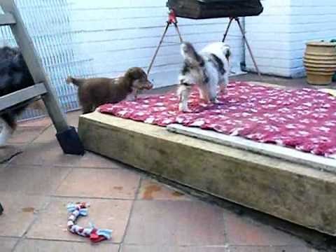 australský ovčák štěňata