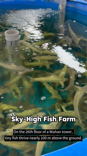 10K views · 95 reactions | Sky-High Fish Farm ✨ Ever seen a fish...