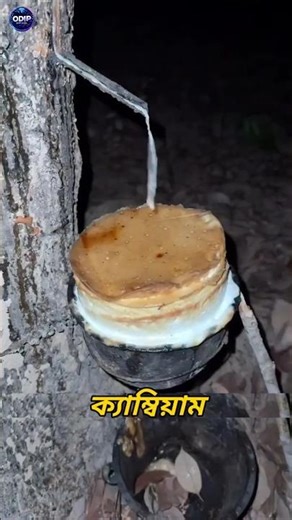 How Natural Rubber Is Harvested from Trees 🌳 | 30s Factory Facts