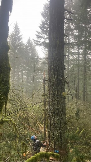 12K views · 141 reactions | Nice hooter on the unit boundary. Typical Pacific Northwest day! ️ #timber #timberfaller #timberfalling #logging #chainsaw #stihl #bluecollar #treework #lumberjack #fyp #pnw #pnwonderland #pacificnorthwest #chasingwaterfalls #oldgrowth #woodwork #woodcraft #woodsmen #redbull #Rockstar #braap #bluecollarwoman #westcoastfaller #chainsawman #oregon #husqvarna #timbersports | Timber Falling Couple | Facebook