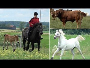 14-letni Aleksander hoduje konie | Jazda konna i skoki przez przeszkody
