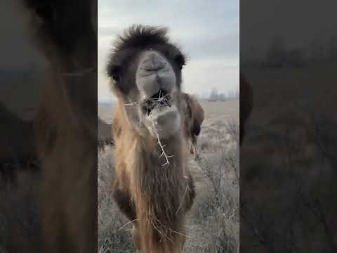 another unbelievable video of camel eating thorns