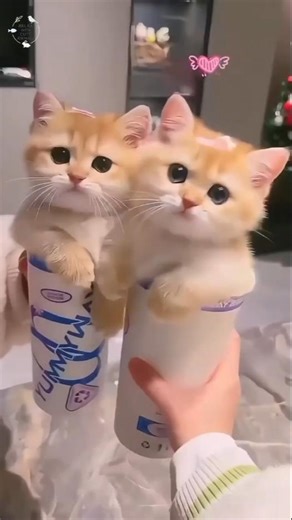 Compilation of cute and adorable kittens 😭❤️