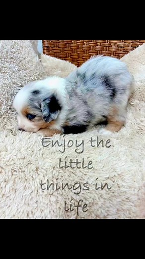 #toyaussiepuppy #toyaustralianshepherd #wigglebutts #puppylove #mansbestfriend #miniaussiepuppy | Pine Ridge Toy and Mini Aussies