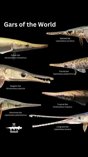 Solomon David on Instagram: "GARS OF THE WORLD! Here are all seven gar species alive today! Featured in each GARphic is a scientific illustration of an adult and juvenile of the species, and headshot photo. Learn more about these amazing living fossil fishes by following #GarWeek and posts @thegarlab @okwildlifedept @cowturtle9427 @tennesseeaquarium @usfws @conservationfisheries and more! Thanks @zankurus for their #GARtwork illustrations!"